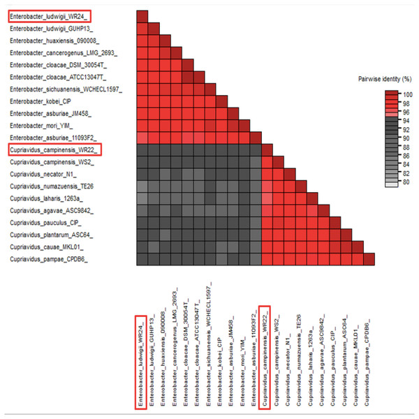 Pairwise identity chart based on 16S rRNA gene sequences of potential bacteria using SDT.