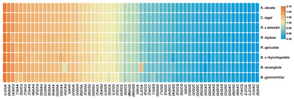 Codon usage in the form of a heatmap for eight Rhizophoraceae mangrove species.