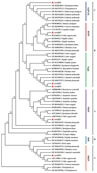 Phylogenetic analysis and classification of AaAQP1-6 with AQPs from other insects.