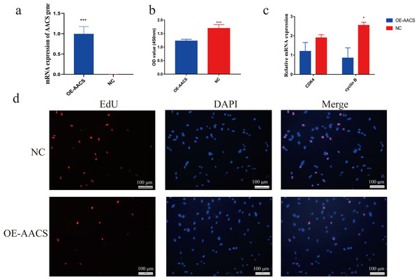 Overexpression of AACS inhibits the proliferation of porcine subcutaneous preadipocytes.