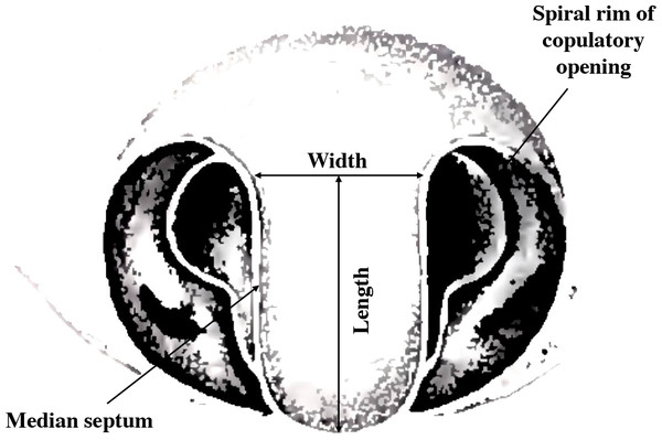 Female genital structure characteristics of A. lobata (modified diagram from Levi, 1983).