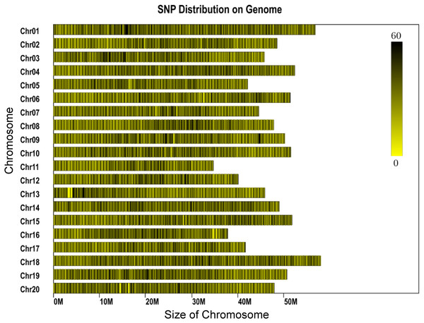 Distribution of SNP labels on the chromosomes of the reference genome.