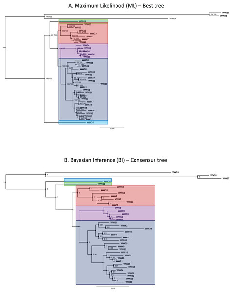 Phylogenetic trees for Rhopalomastix based on concatenated MIG-seq data.