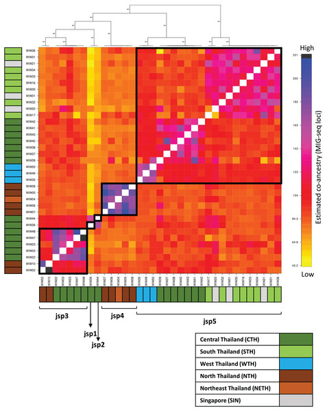 Clustered fineRADstructure co-ancestry matrix estimated from MIG-seq loci.