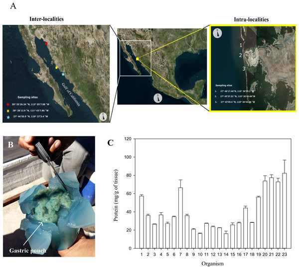 Sampling sites, dissection, and protein of gastric pouches from Stomolophus sp. 2.