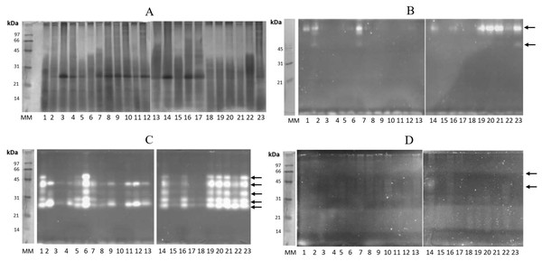 Protein profiling and zymography of Stomolophus sp. 2 gastric pouch contents.