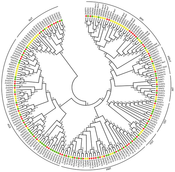 Phylogenetic analysis of sugar transporters from Z. mays, A. thaliana and O. sativa.