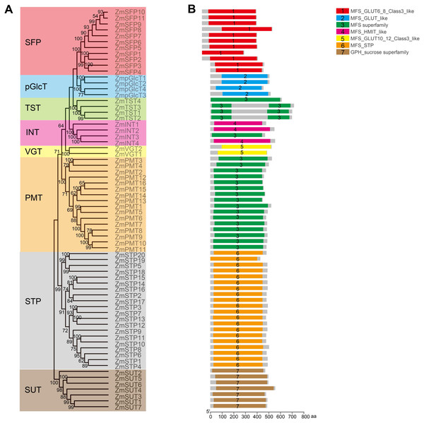 Analysis of the conserved domains in ZmST proteins.