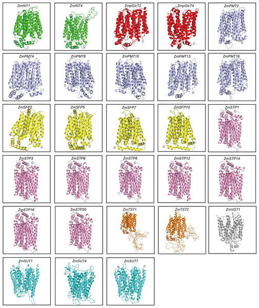 Predicted 3D structures of ZmST proteins.