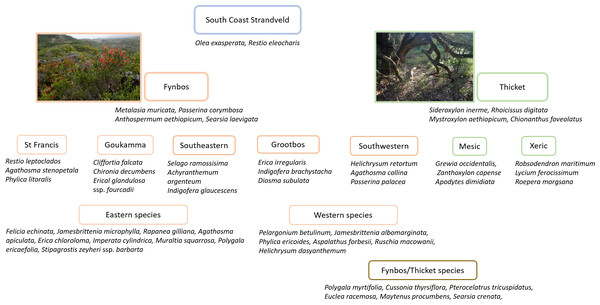 Diagnostic species for Strandveld vegetation types recognized in this study.