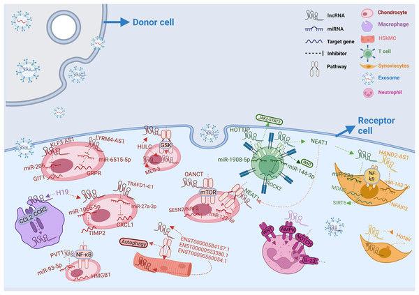 Intercellular transfer and function of exosomal lncRNAs.