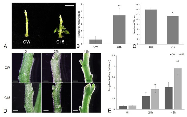 The phenotype analysis of CW and C15.