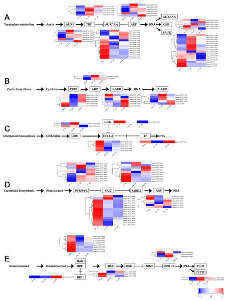 (A–E) The expression of DEGs in the plant hormone signal transduction pathway in CW-0, CW-24 and CW-48.