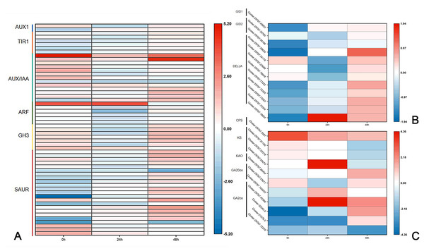 Differences of DEGs in CW-0 vs. C15-0, CW-24 vs. C15-24, and CW-48 vs. C15-48.