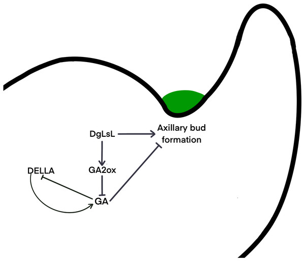 Hypothetical interaction network model of axillary bud emergence and development in chrysanthemum.
