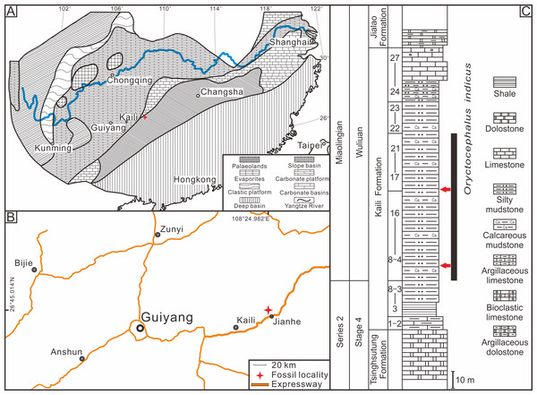 Location and stratigraphy of the Miaobanpo section.