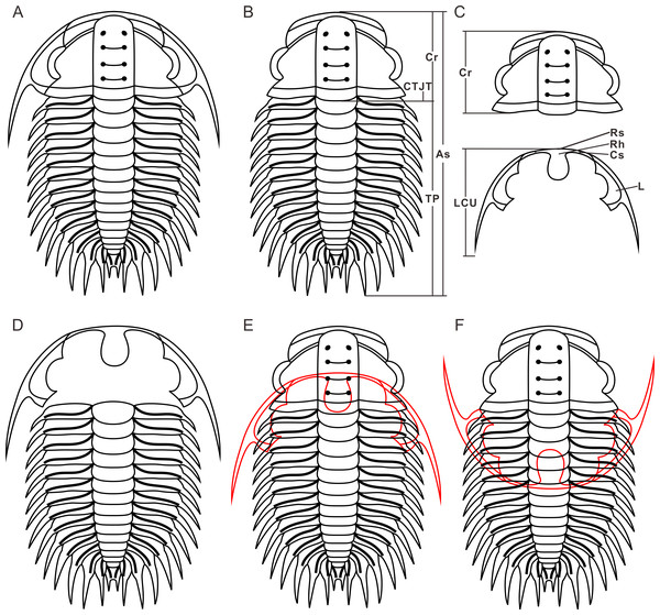 Reconstructions of Oryctocephalus indicus.