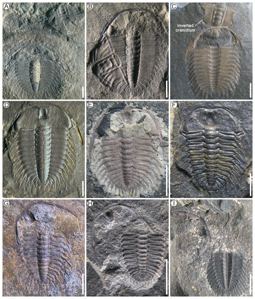 Examples of Henningsmoen’s configuration in Oryctocephalus indicus from the Cambrian Kaili Formation of Guizhou Province, South China.