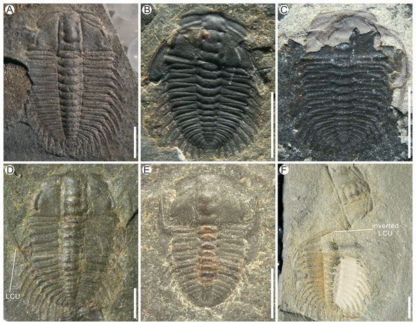 Examples of moult configurations in Oryctocephalus indicus from the Cambrian Kaili Formation of Guizhou Province, South China.
