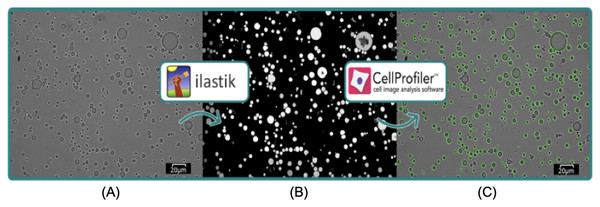 Visualization of image analysis workflow with ilastik and CellProfilerTM.