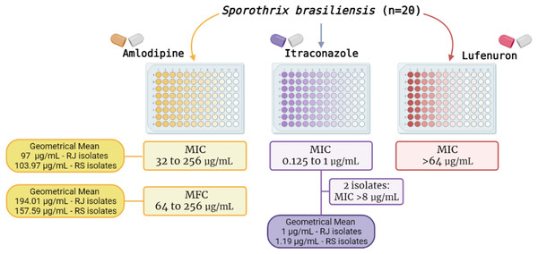 Results of the in vitro susceptibility of 20 Sporothrix brasiliensis isolates from Rio de Janeiro (RJ) and Rio Grande do Sul (RS) states to amlodipine, lufenuron and itraconazole.