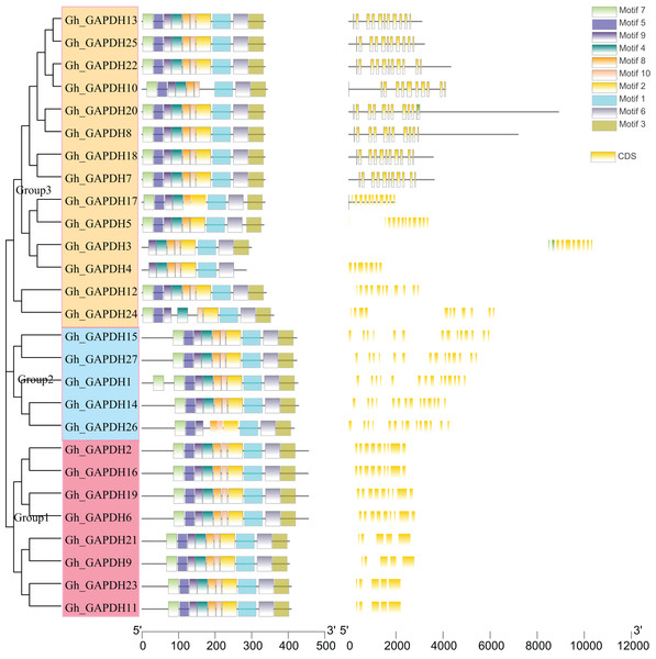 Evolutionary tree, gene structure and conserved motif analysis of the GAPDH gene family in upland cotton.