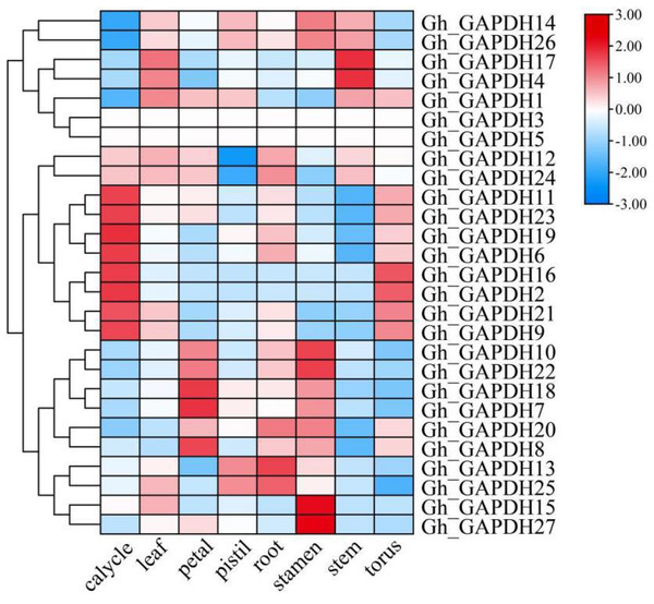 Analysis of GAPDH gene expression in different tissues of upland cotton.
