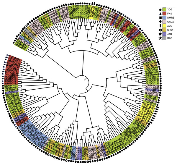 Phylogenetic analysis of St2ODDs in potato.