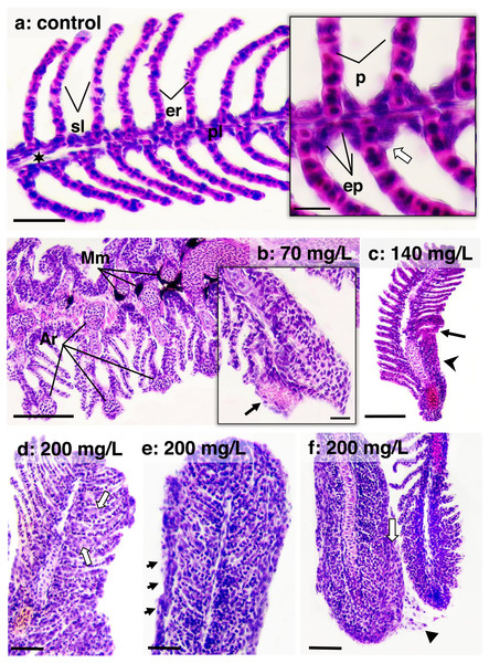 Histological sections of gills stained in HE from zebrafish adults control and exposed to 70, 140 and 200 mg/L of Chloramine-T for 96 h.