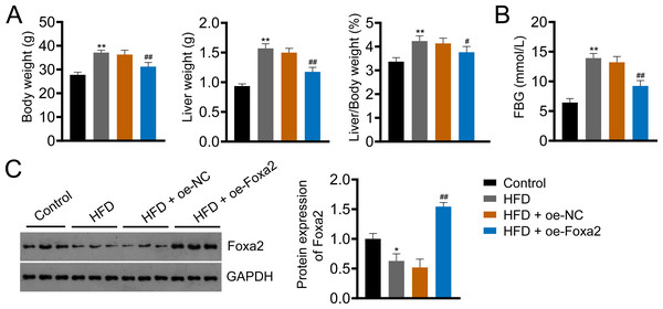 Forkhead box a2 (Foxa2) expression is decreased in nonalcoholic fatty liver disease (NAFLD) mice.