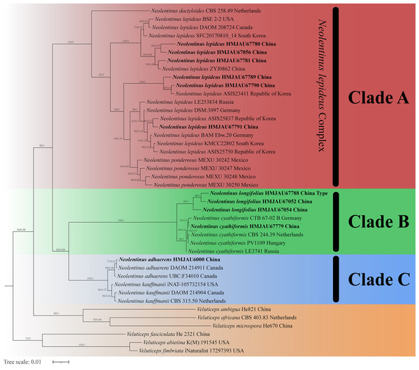 Fifty percent majority rule Bayesian phylogenetic analysis of Neolentinus based on ITS, nLSU, and tef-1α sequences, with Veluticeps species as outgroup taxa.