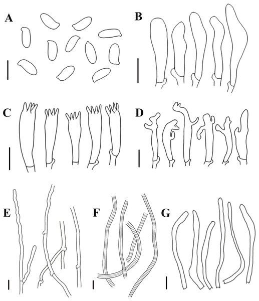 Morphological characteristics of Neolentinus longifolius (Holotype, HMJAU67788).