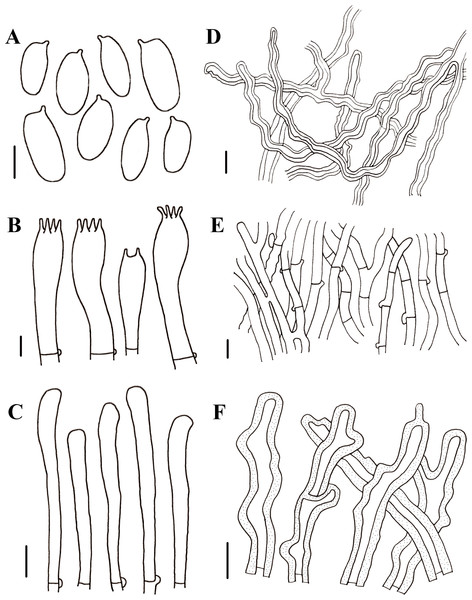 Morphological characteristics of Neolentinus cyathiformis (HMJAU67779).