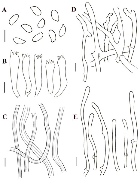 Morphological characteristics of Neolentinus lepideus (HMJAU67781).