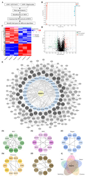 Quantitative proteomic analysis of control and ropivacaine-treated A549 cells and bioinformatics analysis of differentially expressed proteins.