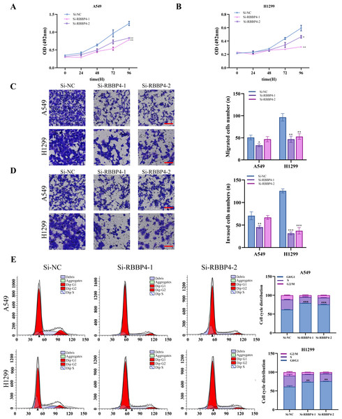 RBBP4 knockdown inhibits tumor-like behavior in lung cancer cells.