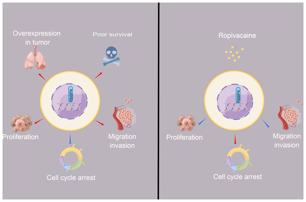 The schematic diagram depicted the antitumor effect and potential mechanism of ropivacaine on lung cancer cells in vitro.