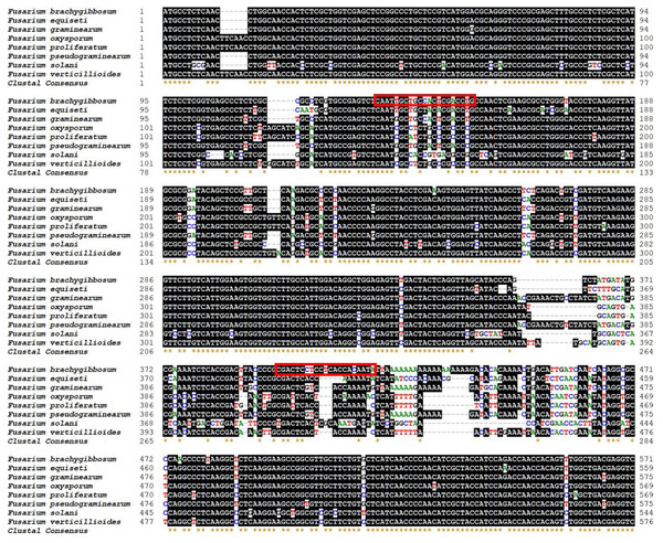 Location of primer sets for PCR detection of F. brachygibbosum strains.