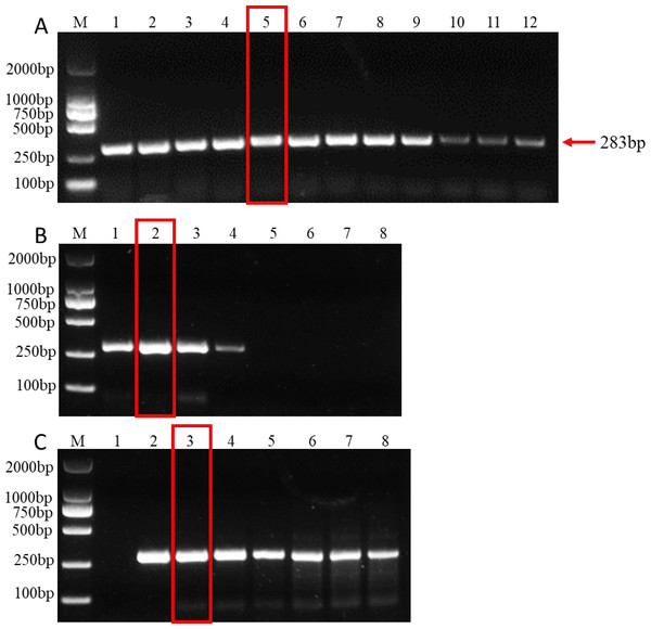 PCR amplification at different PCR reagent composition and conditions.