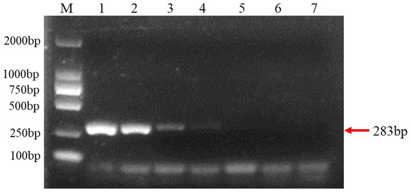 Results of PCR sensitivity assay.