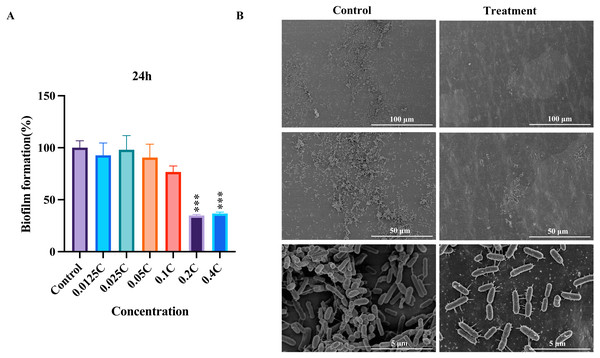 The inhibition of biofilm by the MAC.