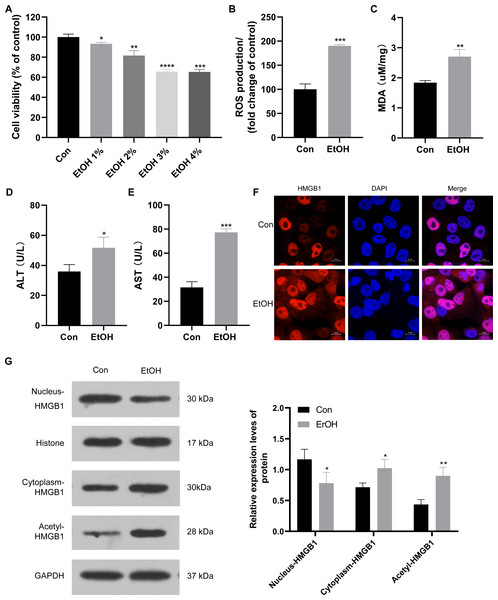 HMGB1 exhibited acetylation and translocation from the nucleus to the cytoplasm in HepG2 cells following ethanol treatment.