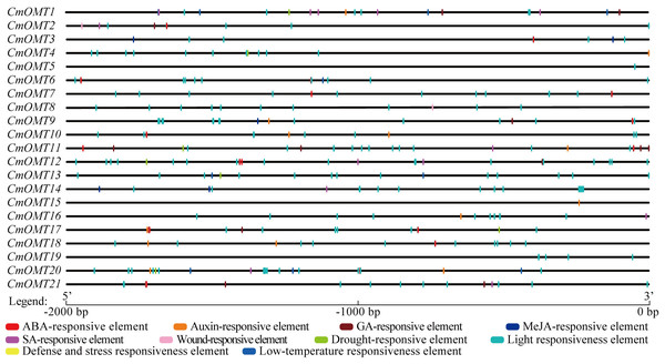 Description of cis-elements in CmOMT promoters. Different colors represent different cis-acting elements. Ten cis-acting elements (ABA, auxin, GA, MeJA, SA, wound, drought, light, defense, stress and low-temperature respon.