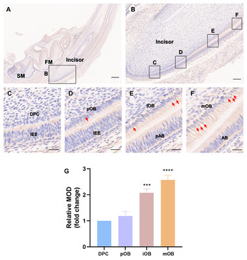 Per2 regulates odontoblastic differentiation of dental papilla cells in