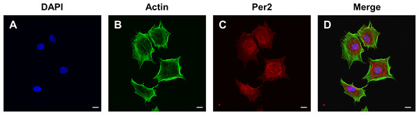 Immunofluorescence staining reveals the expression level and subcellular localization of PER2 in rat DPCs in vitro.