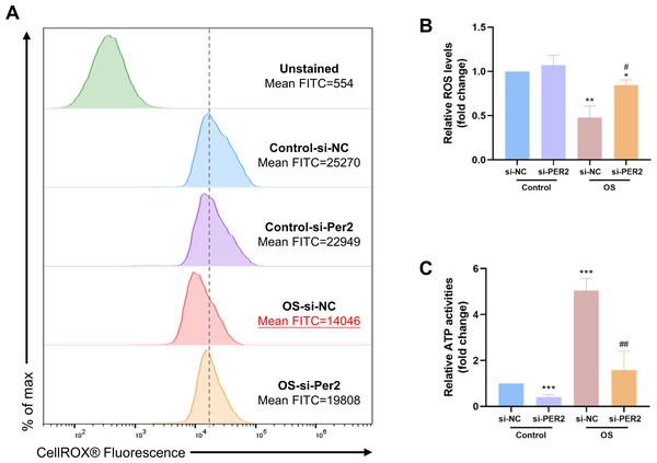 During DPCs differentiation in vitro, knockdown of Per2 compromises mitochondrial respiratory function.