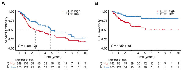 High levels of FTH1 predicts a worse prognosis of HNSCC patients.