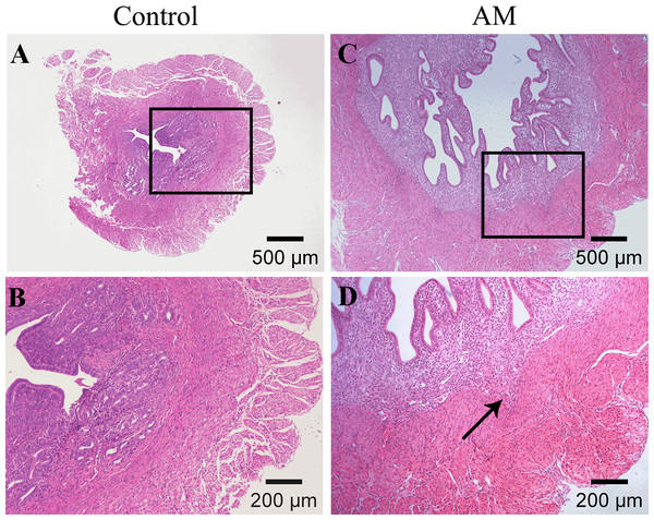 HE staining of mouse uterine tissue transverse sections.