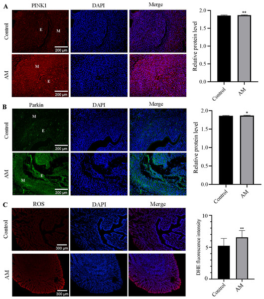 Immunofluorescence Staining and ROS.