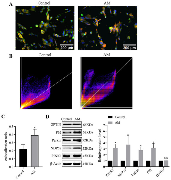 Mitophagy levels in cells.